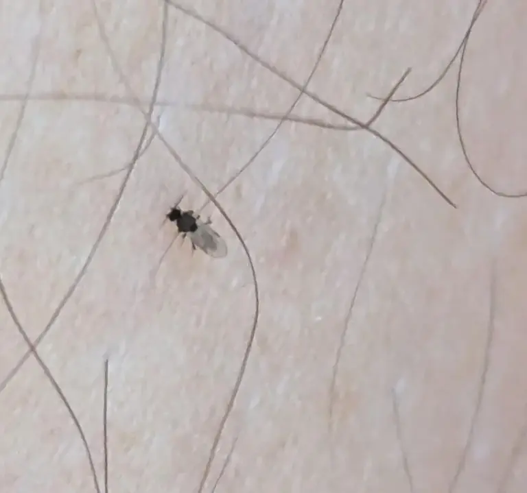 8 Stinging Insects You Need to Watch For in Illinois (Identification Guide)