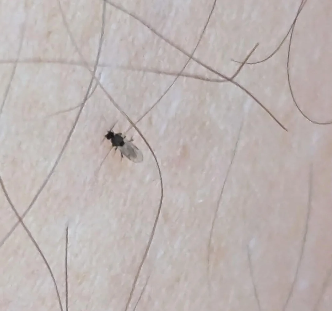 Stinging insects in Illinois