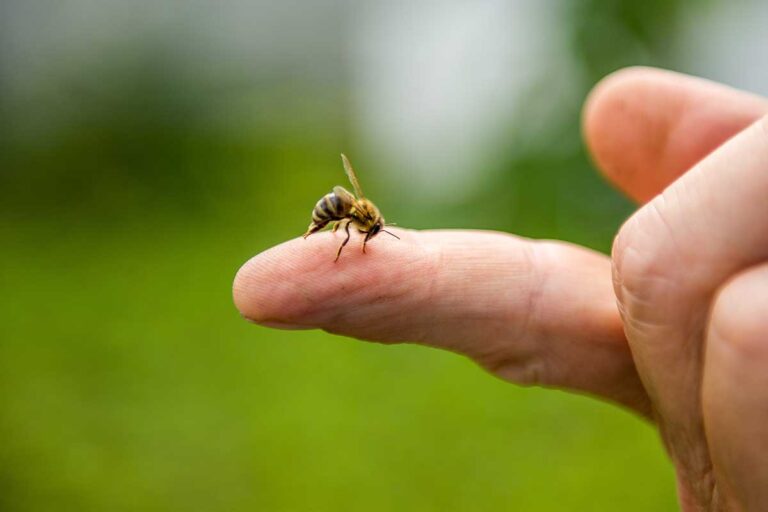 Stinging Insects in Virginia: 9 Species That Can Send You to the ER