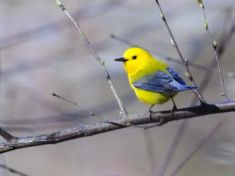 14 Yellow Birds in Ohio: Complete Field Identification Guide with Photos