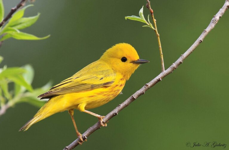 17 Stunning Yellow Birds You’ll See in Florida