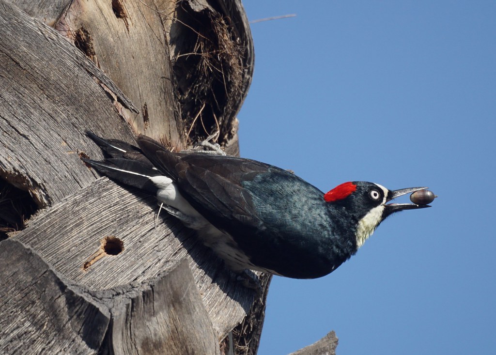 Acorn Woodpecker