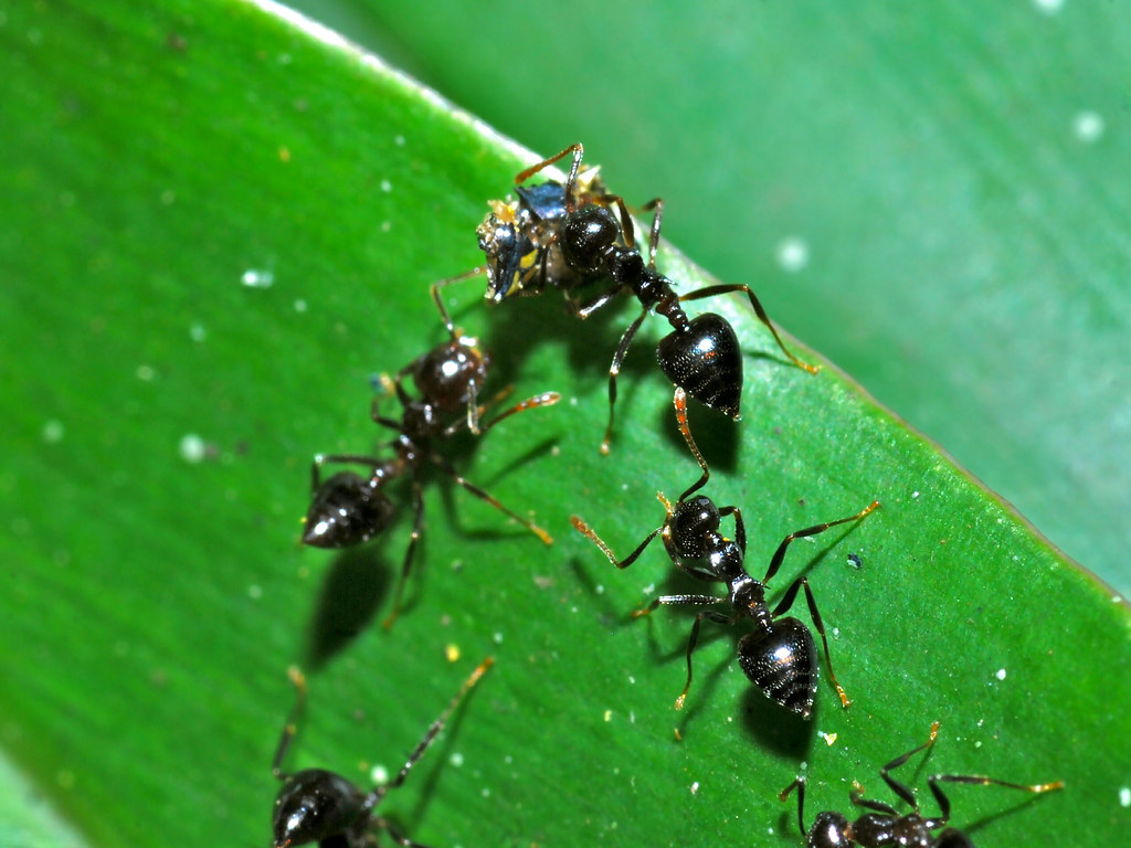 Acrobat Ants