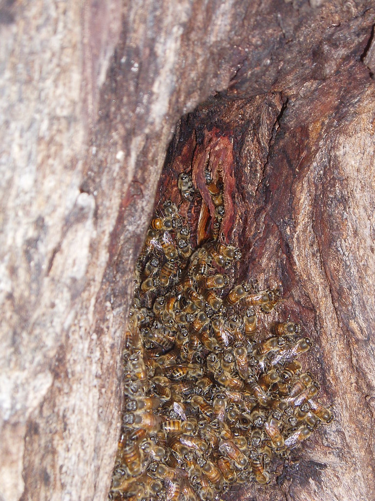Africanized Honey Bees