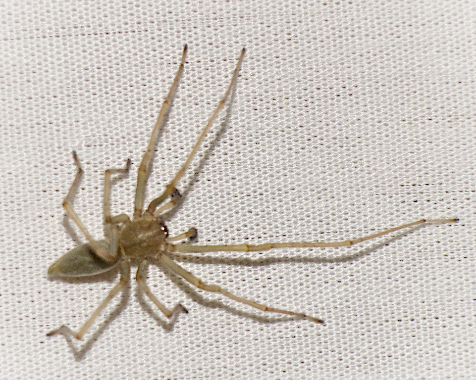 Agrarian Sac Spider