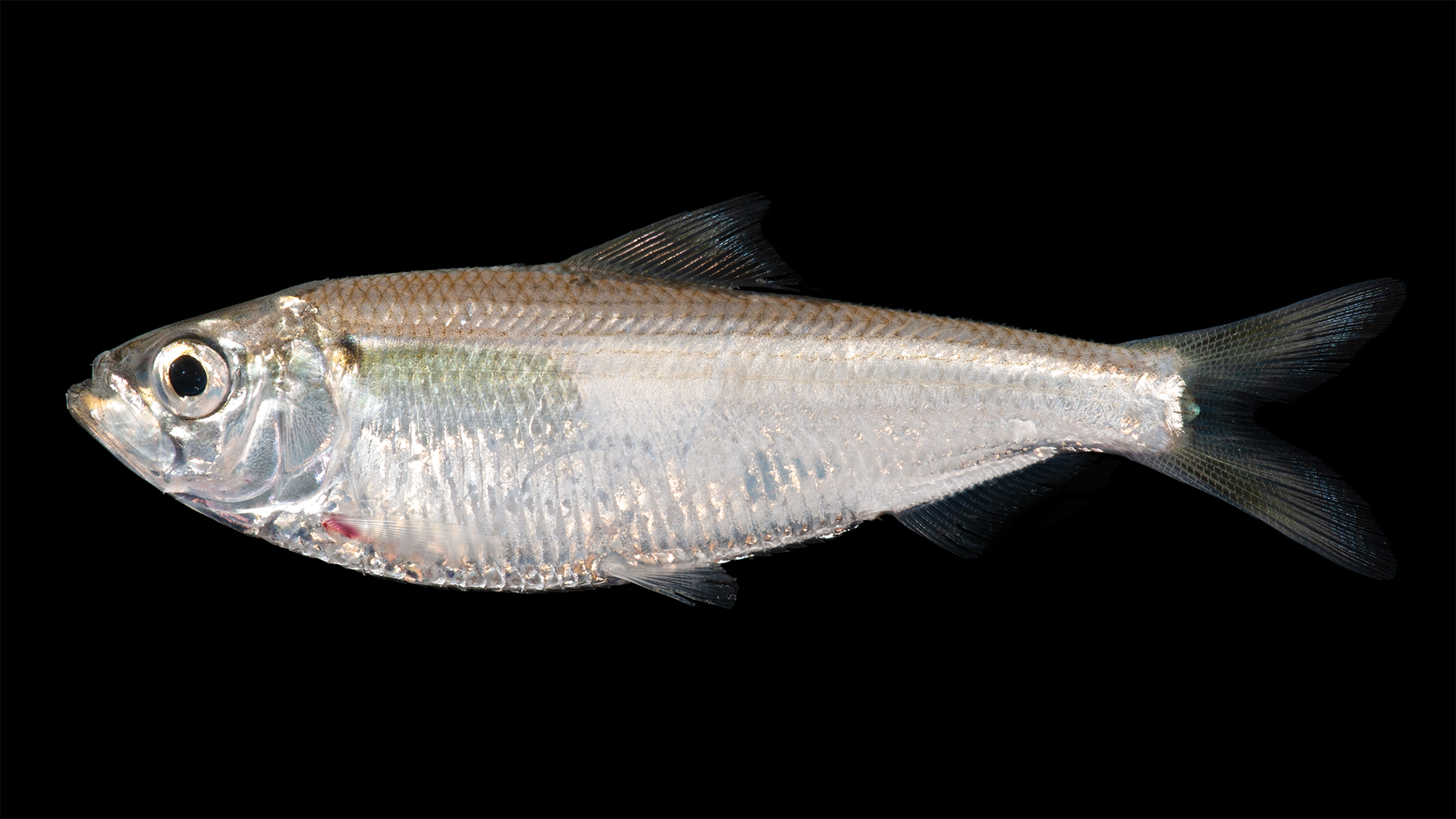 alewife (Alosa pseudoharengus)