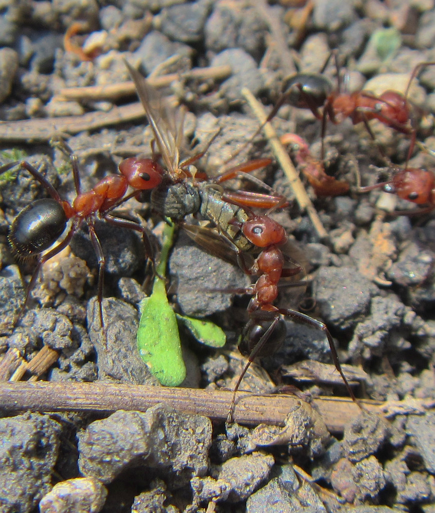 Allegheny Mound Ants