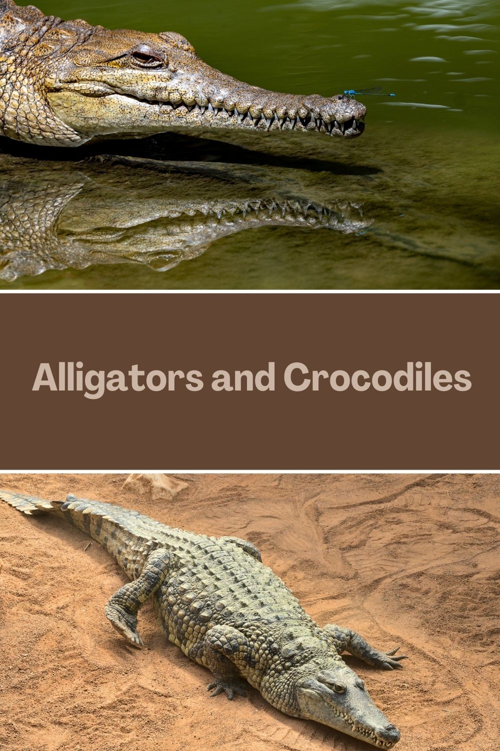alligators and crocodiles