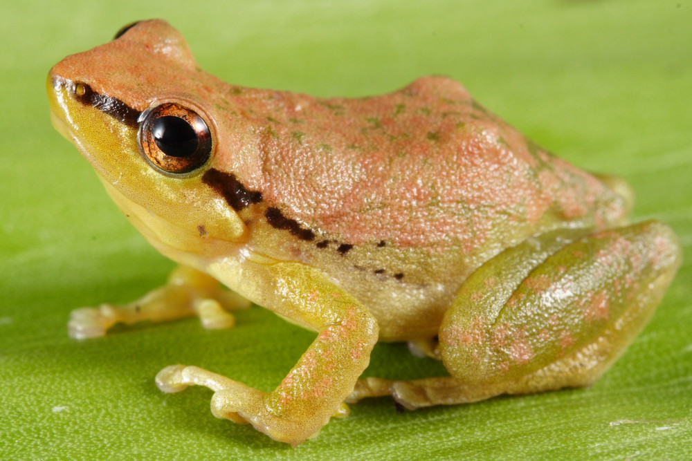Amazonian Rain Frog
