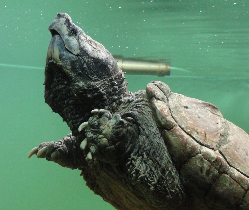 American Alligator Snapping Turtles