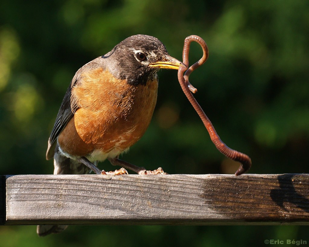 American Robin