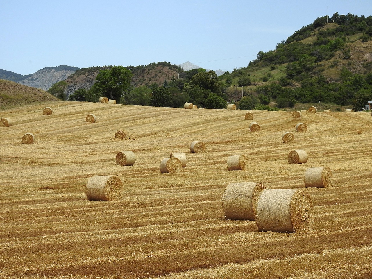 Animals That Eat Hay