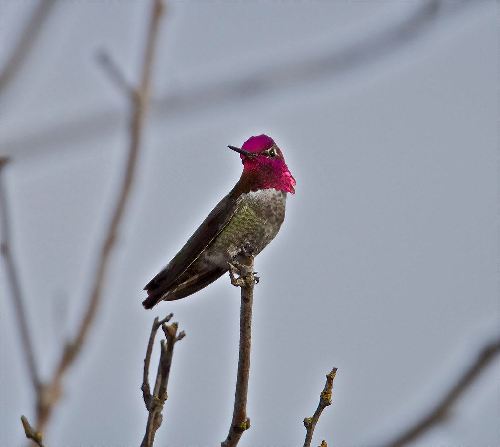 Anna's Hummingbird male