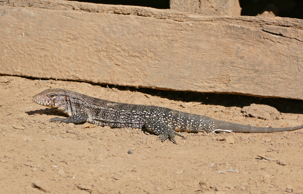 Argentine Black and White Tegu