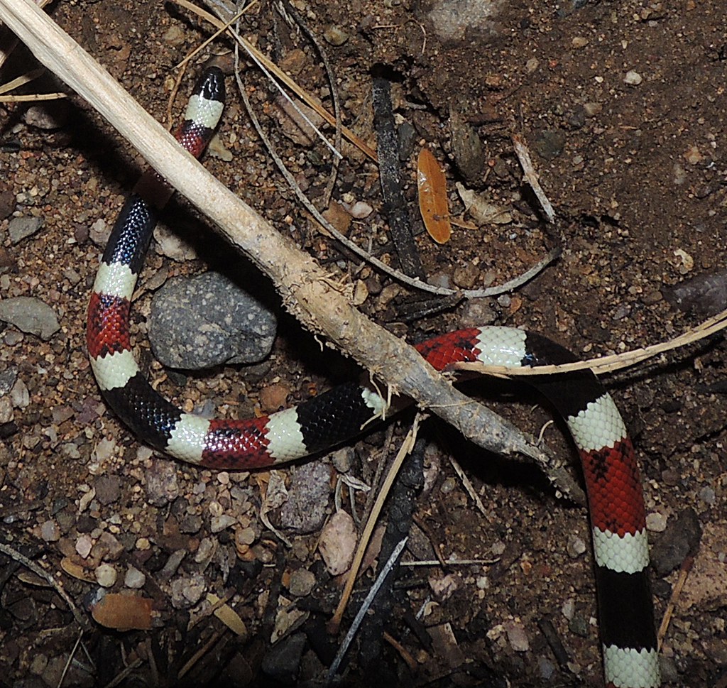 Arizona Coral Snake