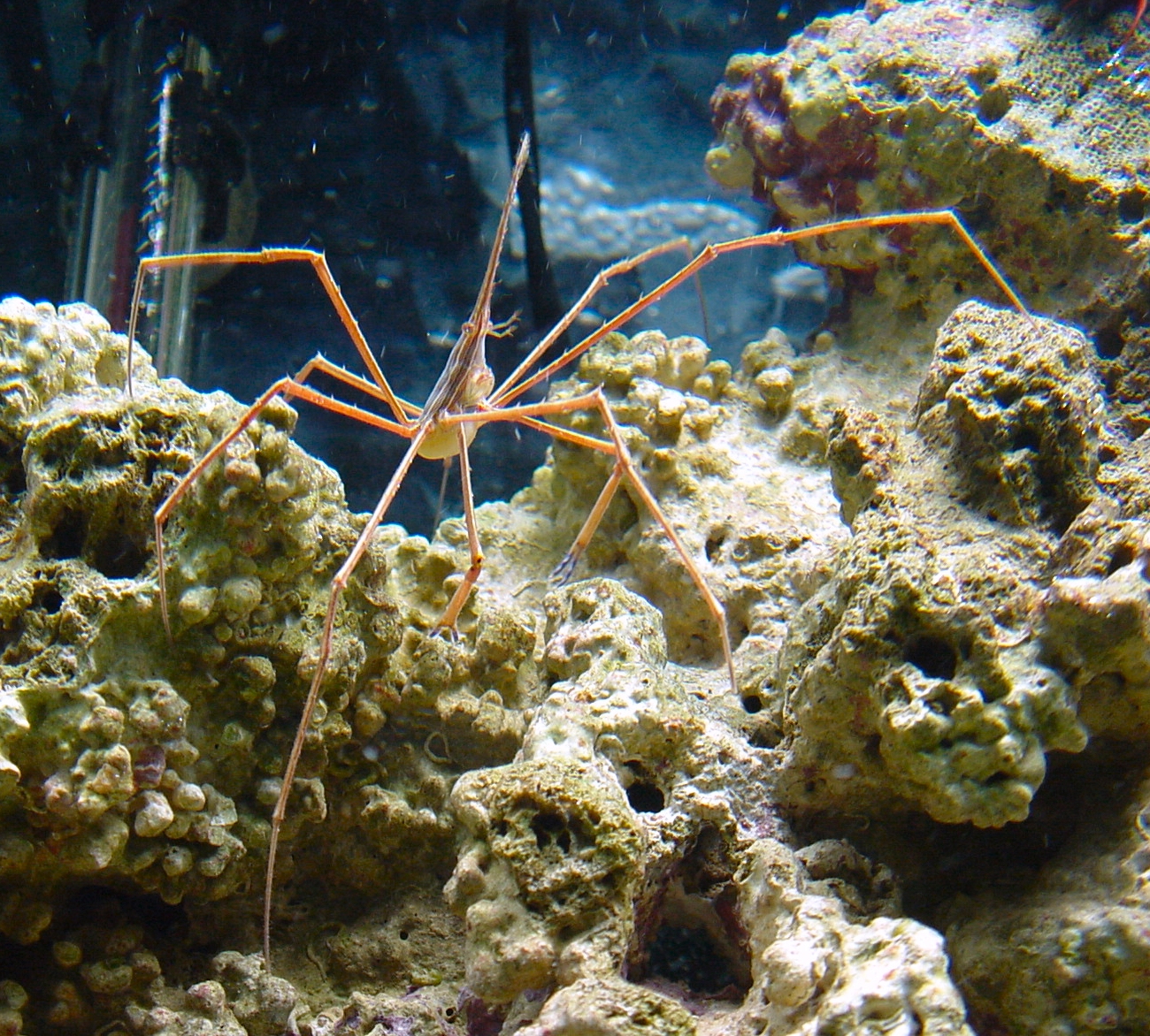 arrow crab (Stenorhynchus seticornis)