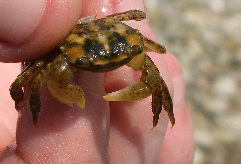 Asian Shore Crab