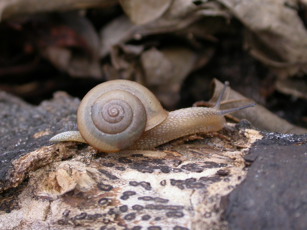 Asian tramp snail (Bradybaena similaris)