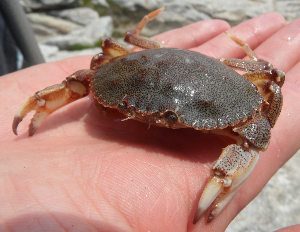 Atlantic Rock Crab