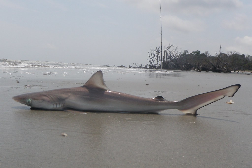 Atlantic sharpnose shark (Rhizoprionodon terraenovae)