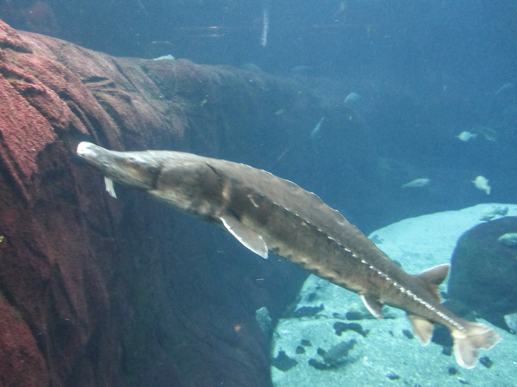 Atlantic Sturgeon