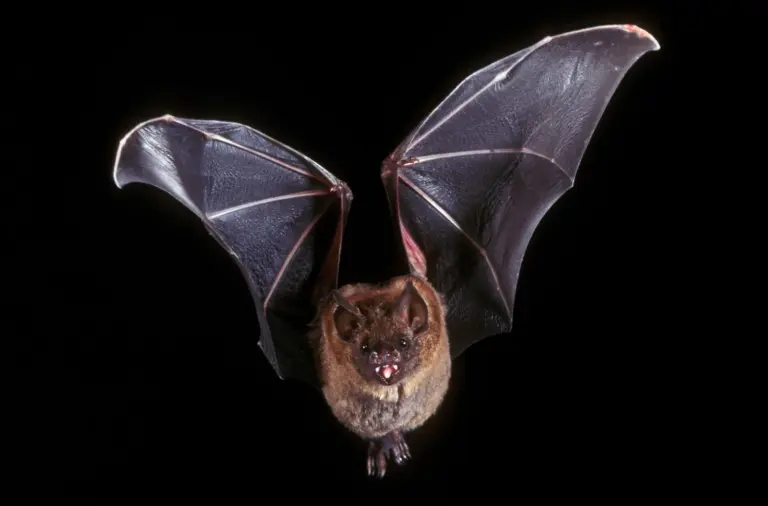 11 Incredible Bat Species You Can Spot in Florida Tonight