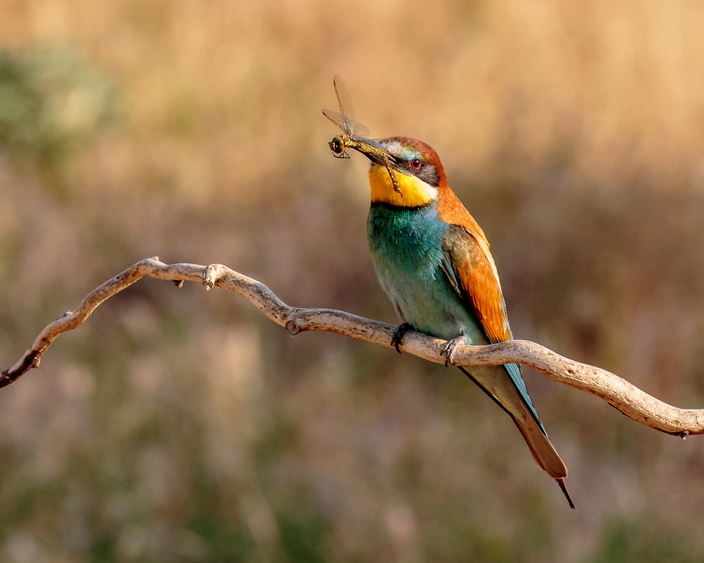 Bee-eaters