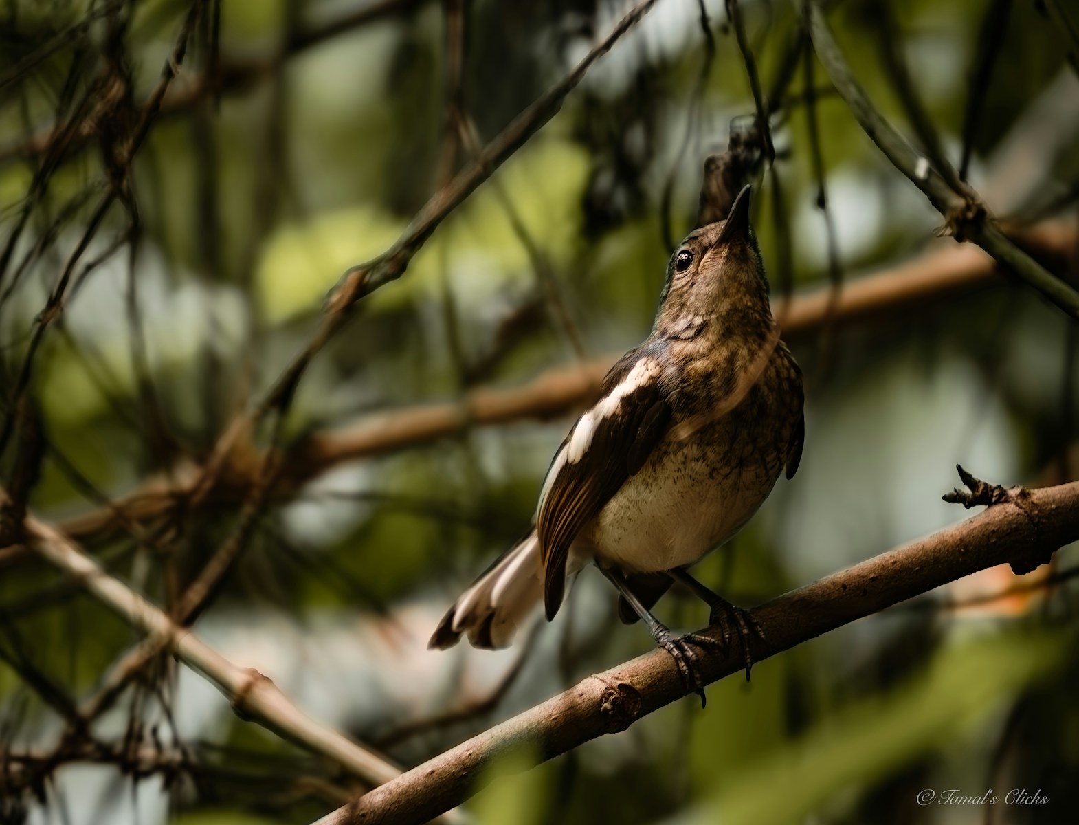 Birds That Sing at Night in Louisiana