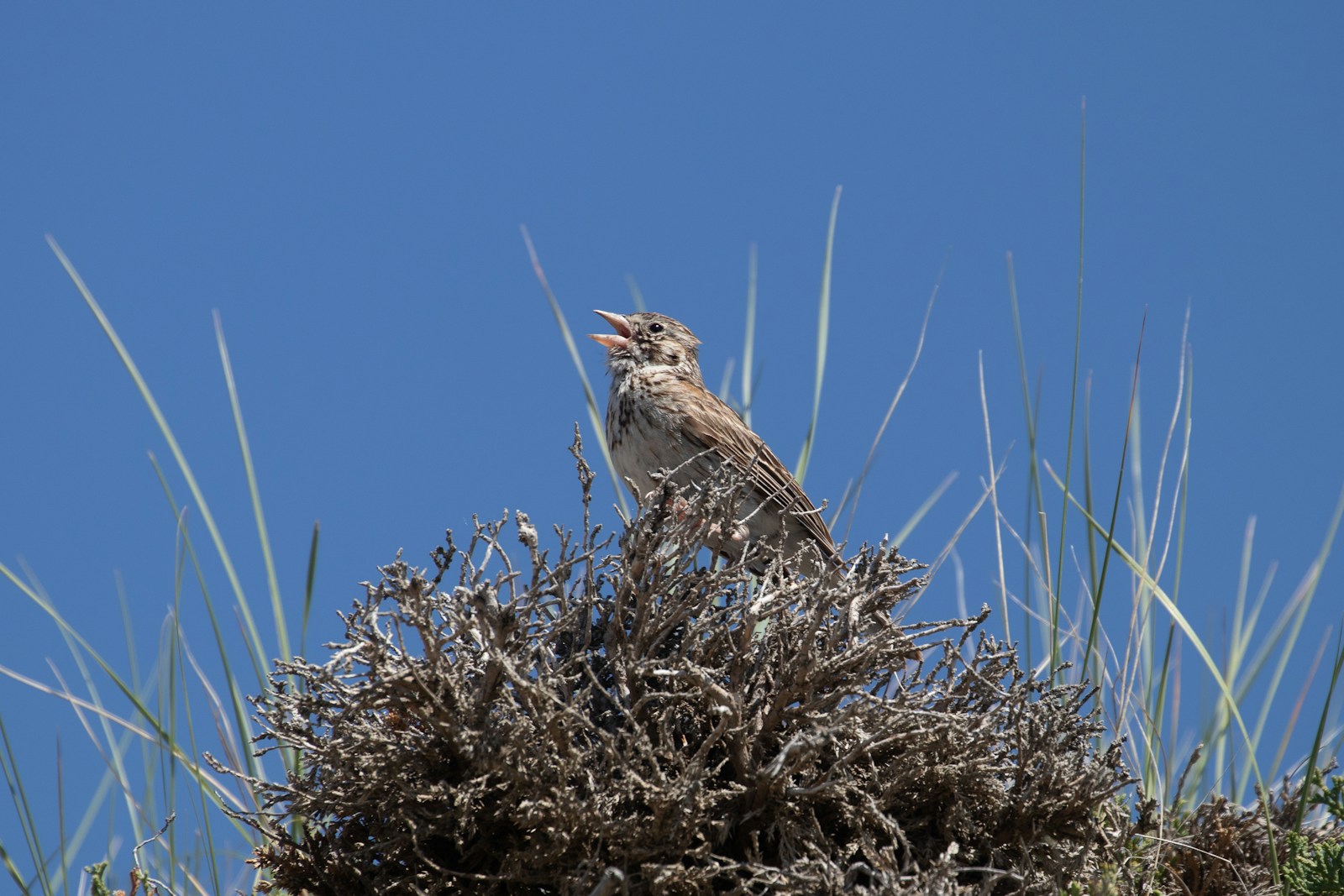 Birds That Sing at Night in New York