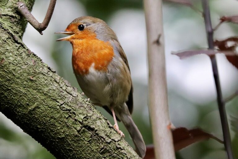 How to Identify Birds That Sing at Night in Virginia (Complete Guide)