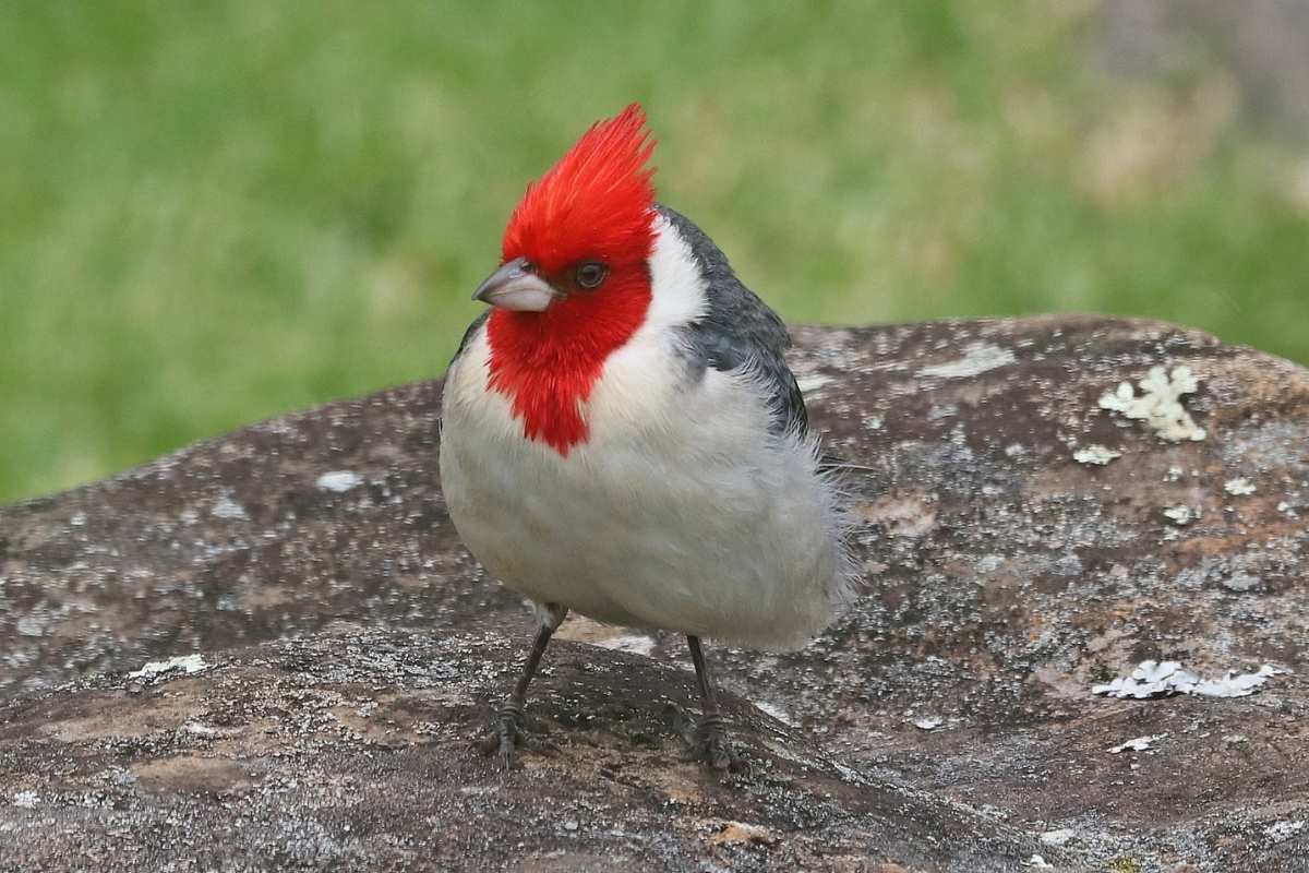 birds with red heads in virginia