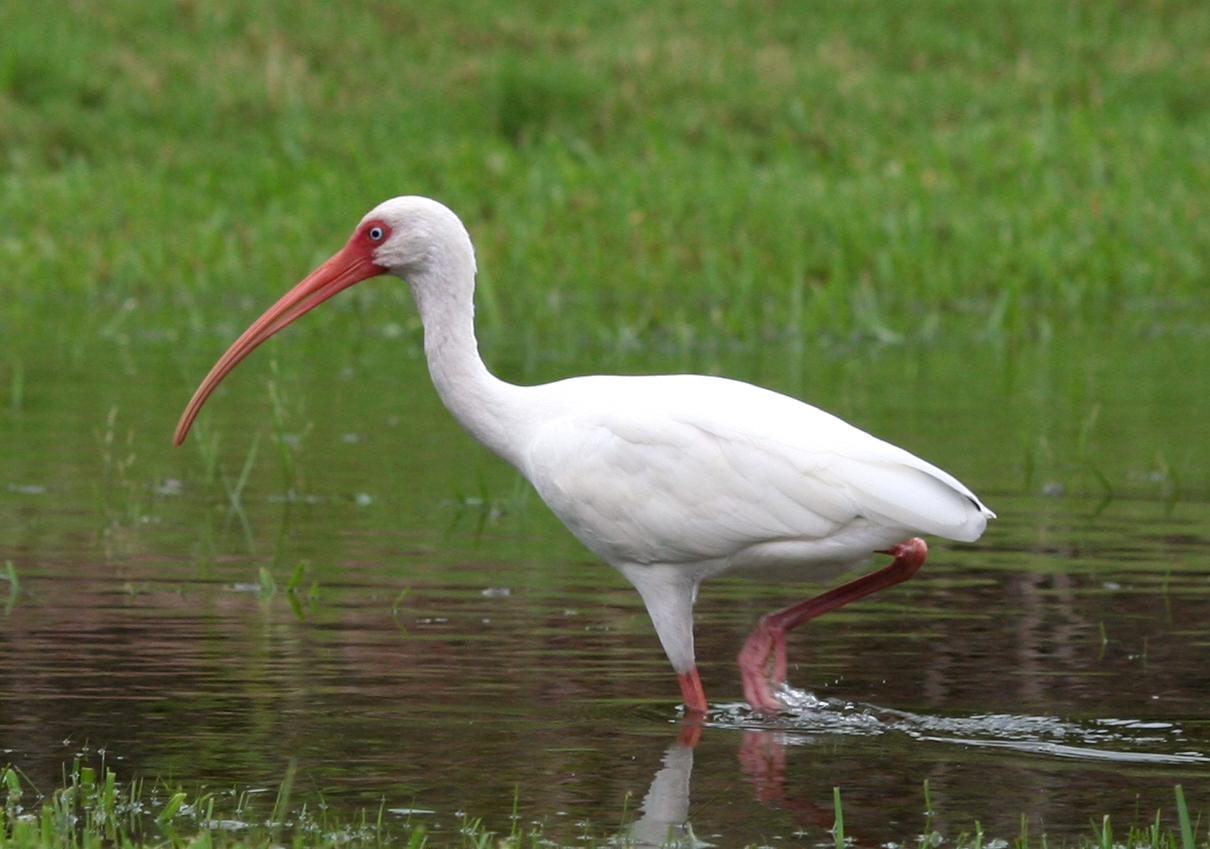 birds with white heads in iowa