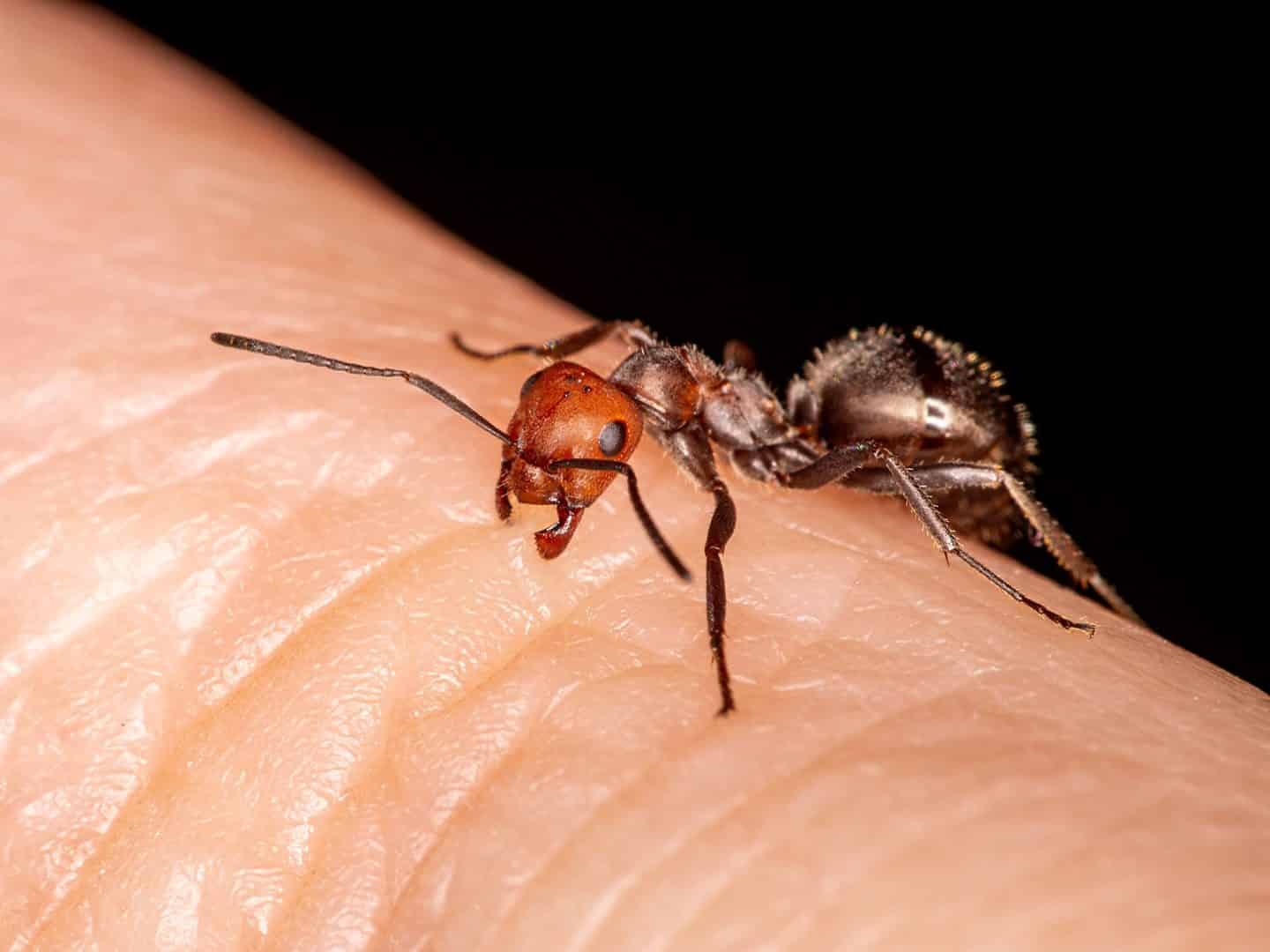 biting ants in oklahoma