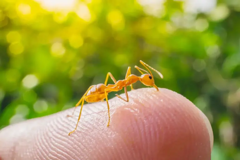Identify These 8 Utah Ants Before They Bite or Sting You