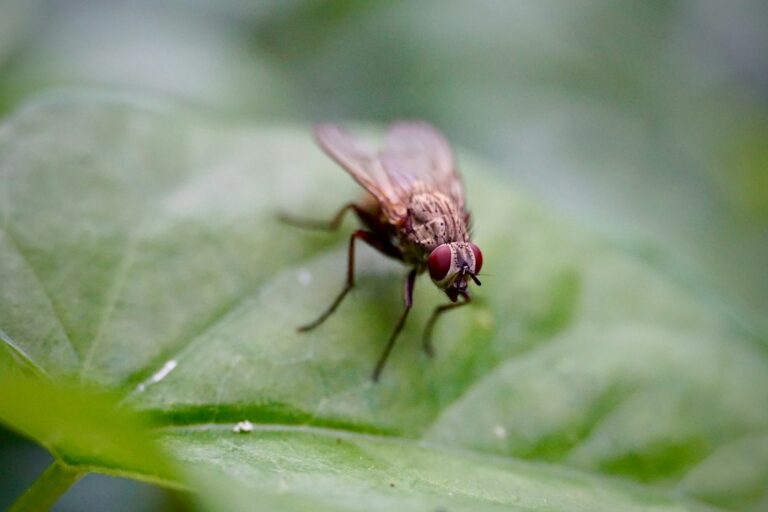 5 Biting Flies in Alaska You Need to Watch Out For
