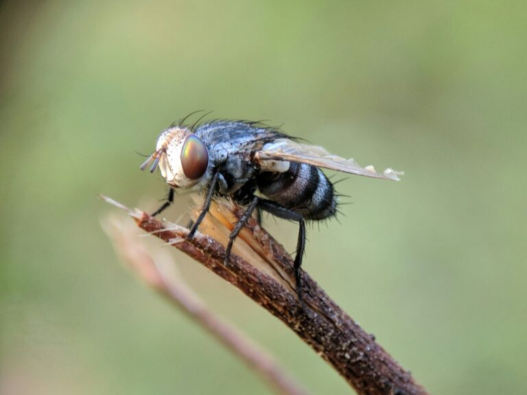 Know Your Enemy: Identifying the 5 Biting Flies That Plague Maine