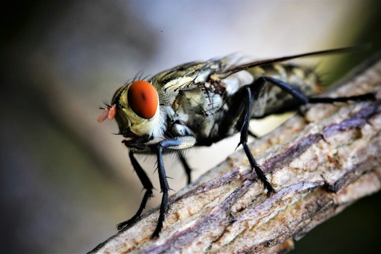 How to Identify and Control 6 Dangerous Biting Flies in Texas