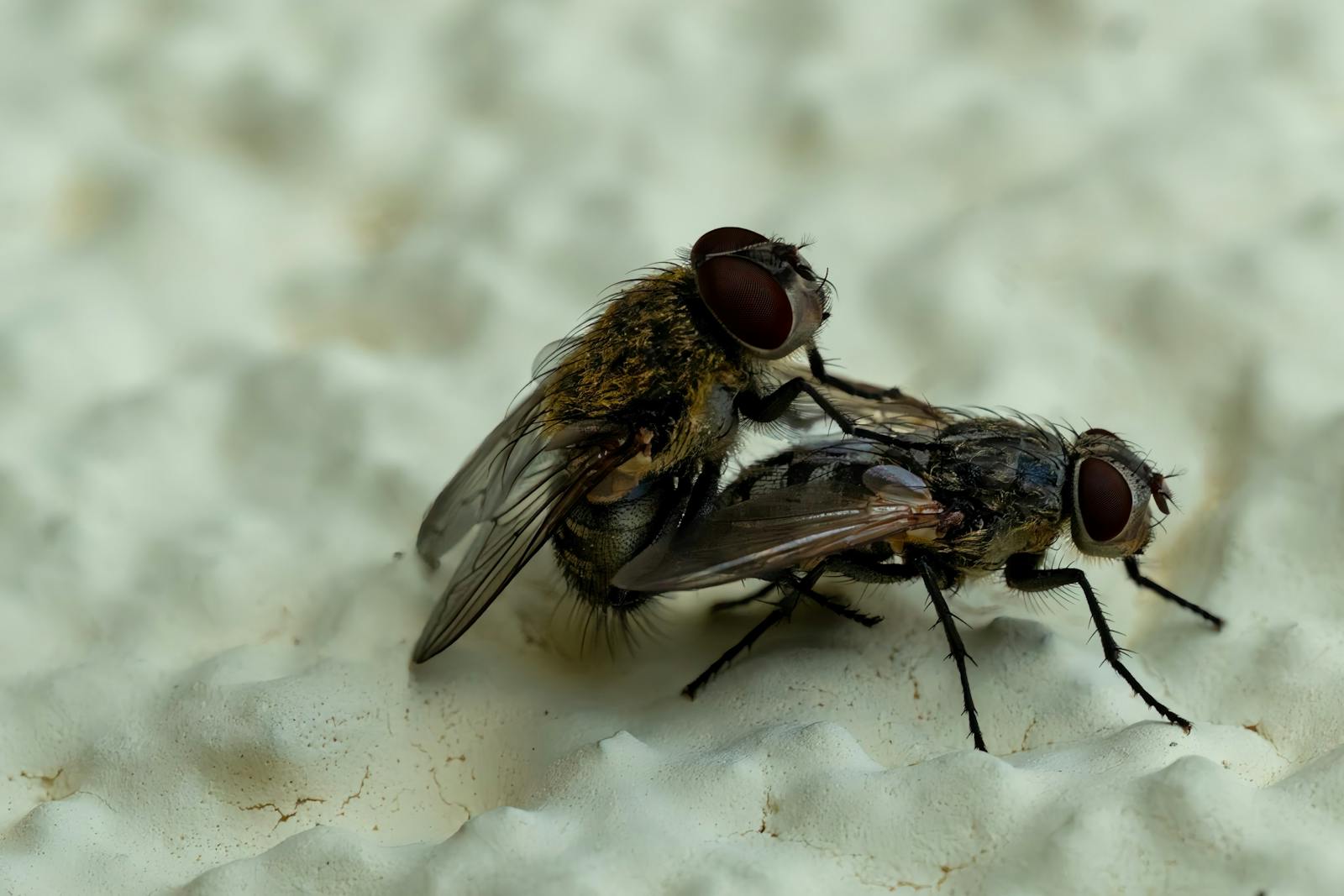 biting flies in wisconsin