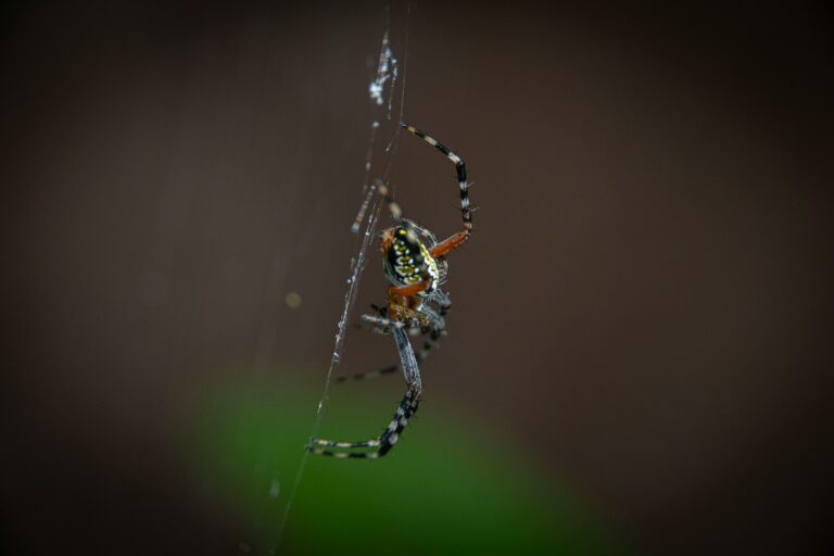 7 Biting Spiders in Washington State That Actually Require Medical Attention