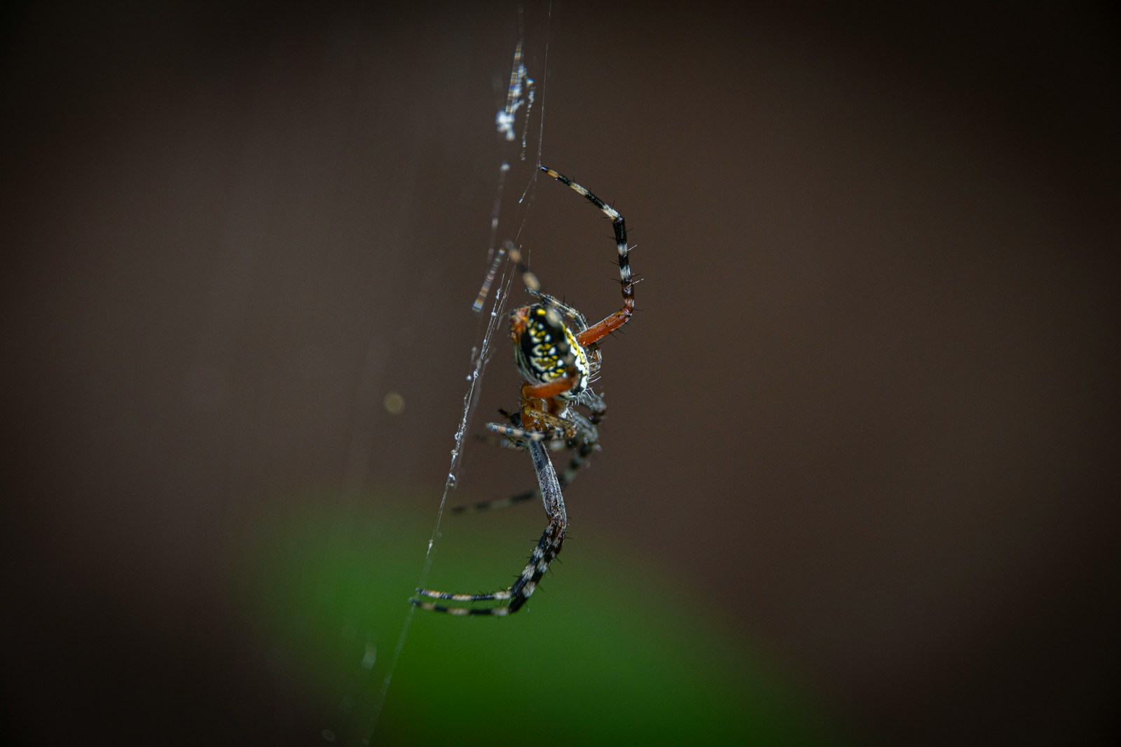 Biting Spiders in Washington State