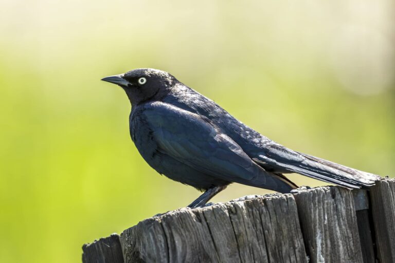 10 Black Birds You’ll Spot in Arizona’s Deserts and Cities