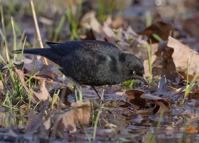Black Birds in Chicago: 9 Species You’ll Spot in the City