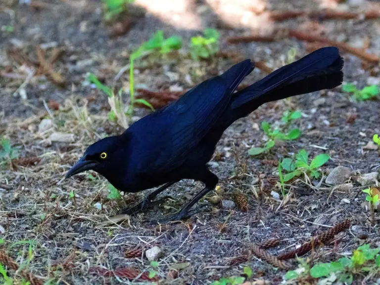 Spotting Black Birds in Nevada: Ravens, Crows, and 8 More Species to Watch For