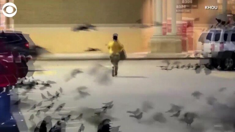 7 Black Birds You’ll Actually See in Parking Lots (And How to Tell Them Apart)