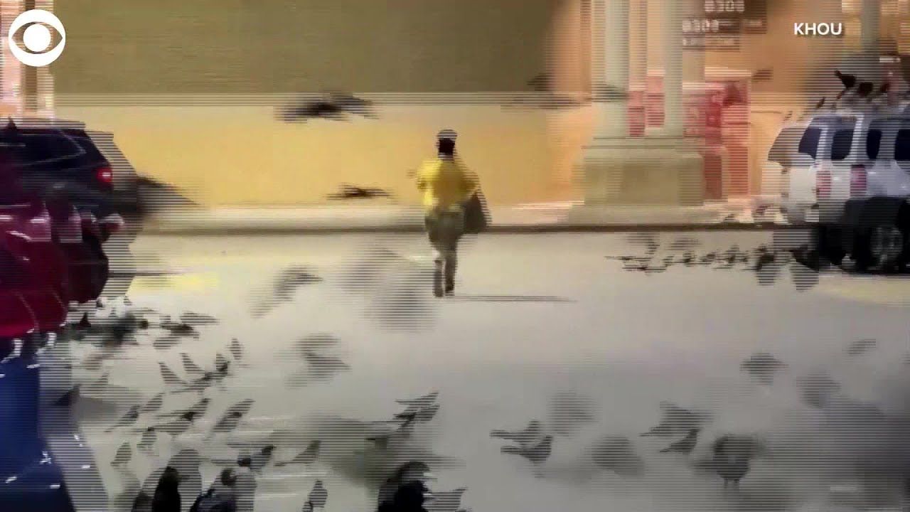 black birds in parking lots