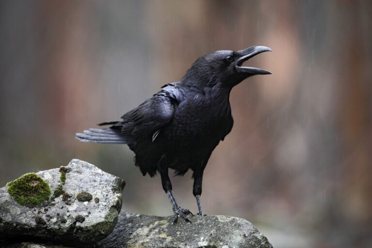 Black Birds in Tennessee: 9 Species You’ll Actually See in Your Backyard