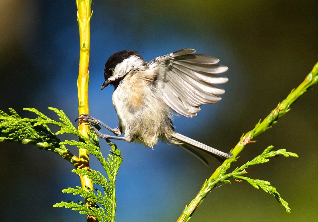 Black-capped Chickadee