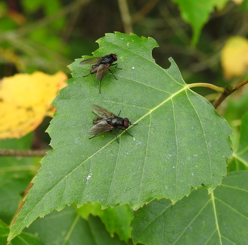 Black Flies