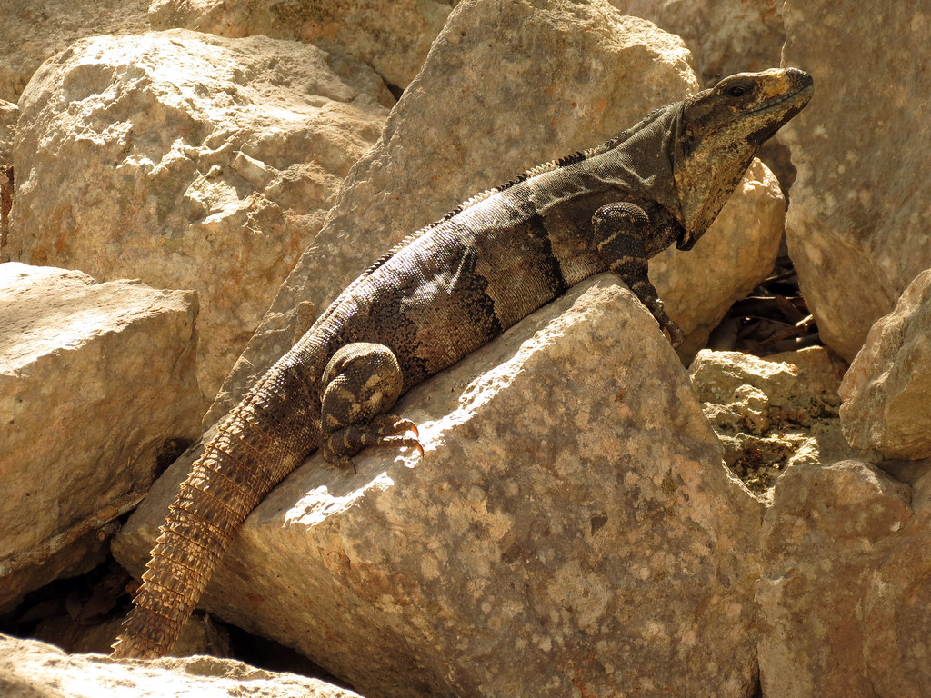 Black Spiny-Tailed Iguana