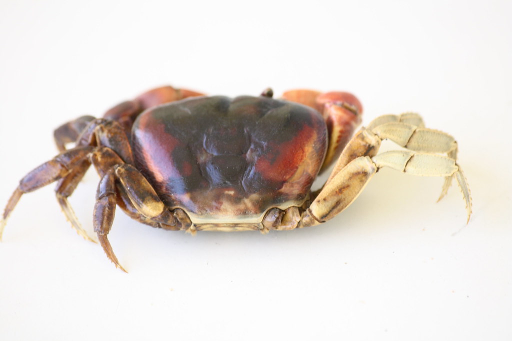 Blackback Land Crab
